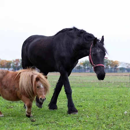 Couette-café Op D'n Stolberg