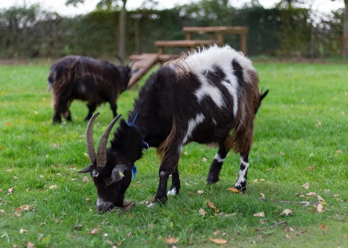Op D'n Stolberg Верт